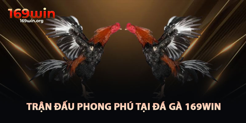 Trận Đấu Phong Phú Tại Đá Gà 169win